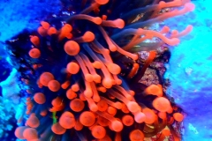 anemone pesce pagliaccio