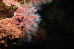 corallo
