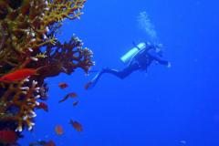 subacqueo-cuneo-sub-corali